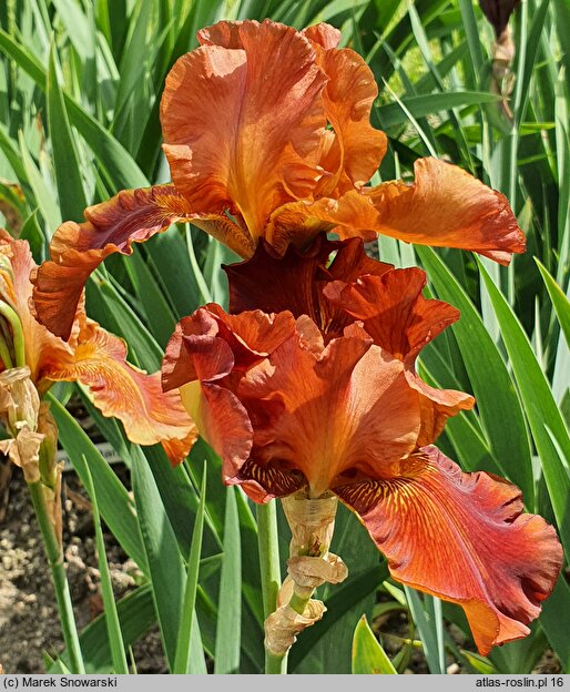 Iris hort. Carnival Time