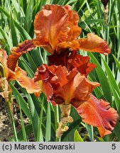 Iris hort. Carnival Time