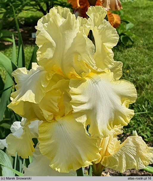 Iris hort. Cream Taffeta