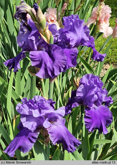 Iris hort. Pledge Allegiance