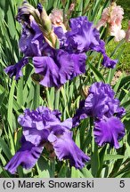Iris hort. Pledge Allegiance