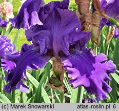 Iris hort. Pledge Allegiance