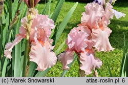 Iris hort. Blushing Pink