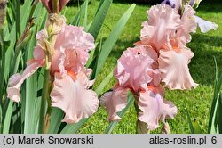 Iris Blushing Pink