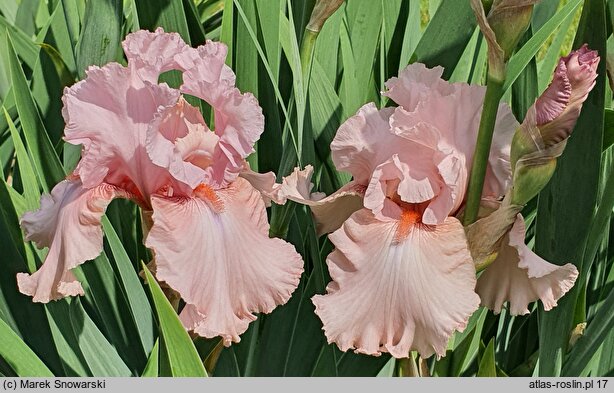 Iris hort. Blushing Pink