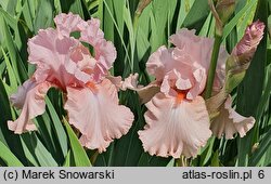 Iris hort. Blushing Pink