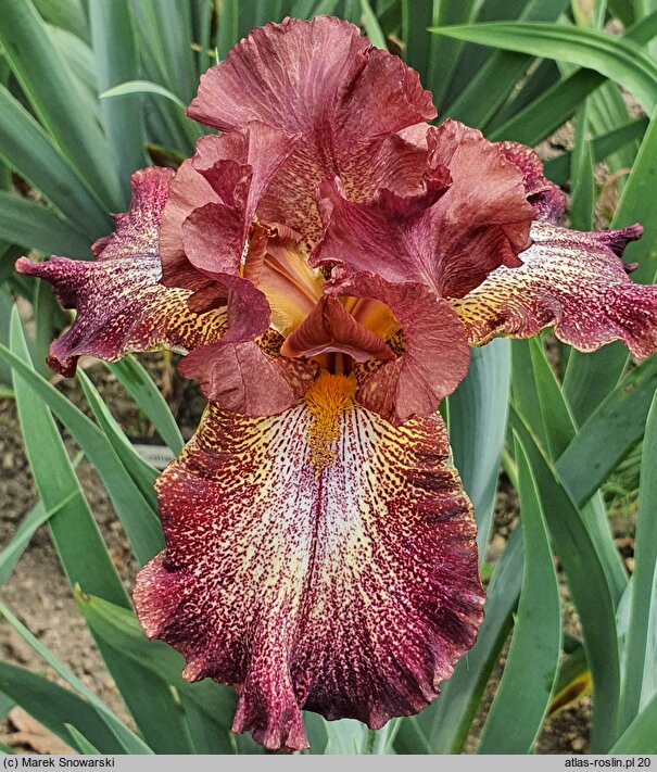 Iris hort. Cancan Red