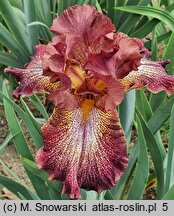 Iris hort. Cancan Red