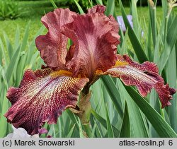 Iris hort. Cancan Red