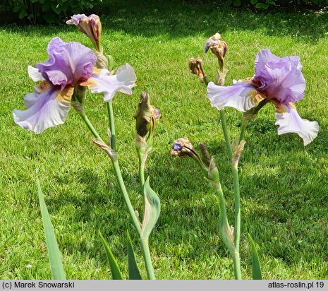 Iris hort. Collage