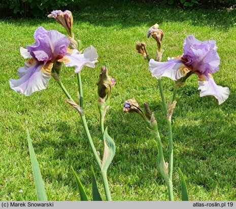 Iris Collage