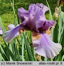 Iris hort. Collage