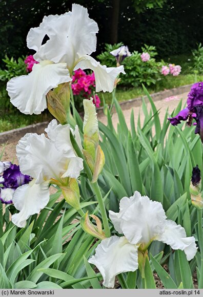 Iris hort. Turbulence