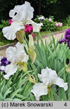 Iris hort. Turbulence