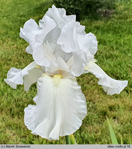 Iris hort. Turbulence