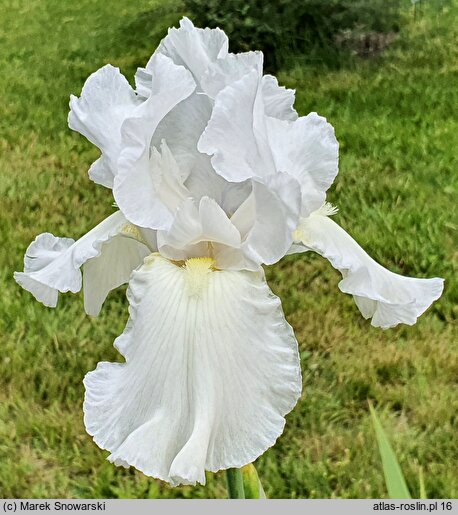 Iris Turbulence