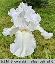 Iris hort. Turbulence