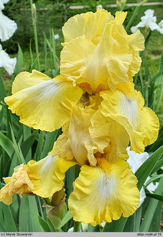 Iris hort. Carved Marble