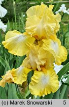 Iris hort. Carved Marble
