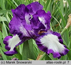 Iris hort. Stepping Out