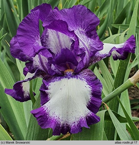 Iris hort. Stepping Out