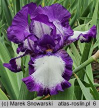 Iris hort. Stepping Out