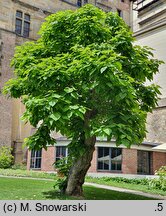 Catalpa bignonioides (surmia bignoniowa)