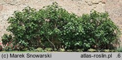 Ficus carica (figowiec właściwy)