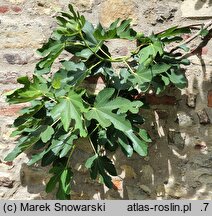 Ficus carica (figowiec właściwy)