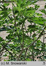 Ficus carica (figowiec właściwy)