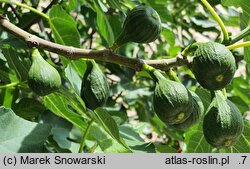 Ficus carica (figowiec właściwy)
