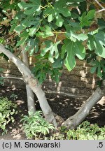 Ficus carica (figowiec właściwy)