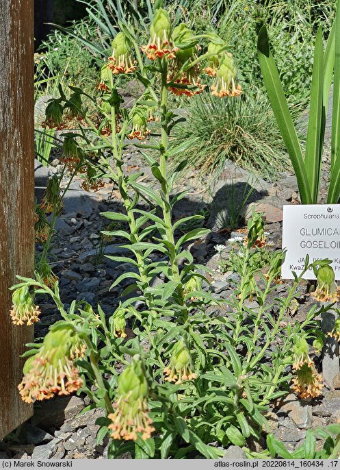 Glumicalyx goseloides
