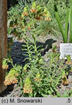 Glumicalyx goseloides