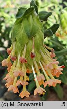 Glumicalyx goseloides