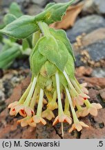 Glumicalyx goseloides