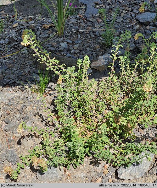 Glumicalyx flanaganii