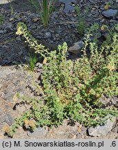 Glumicalyx flanaganii