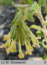 Glumicalyx flanaganii