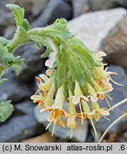 Glumicalyx flanaganii