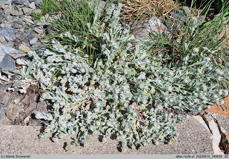 Helichrysum basalticum