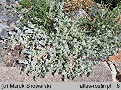 Helichrysum basalticum