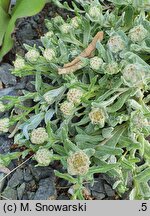 Helichrysum basalticum