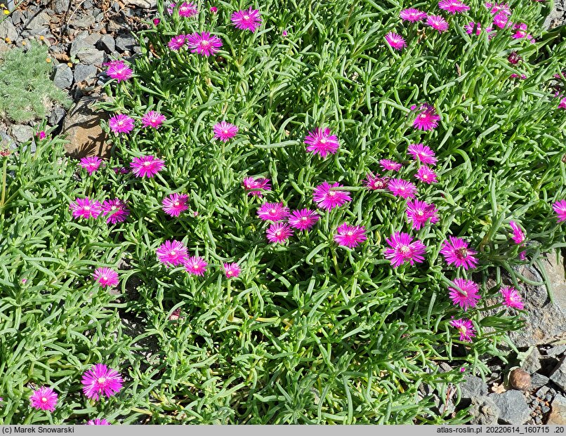 Delosperma cooperi (słonecznica Coopera)