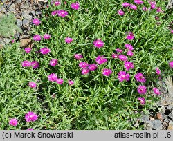 Delosperma cooperi (słonecznica Coopera)
