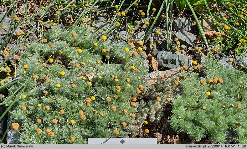 Cotula sericea