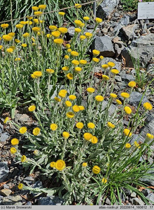 Helichrysum aureum