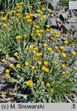 Helichrysum aureum