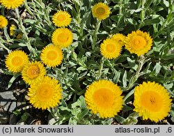 Helichrysum aureum