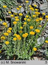 Helichrysum aureum